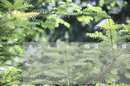 2021年 网贷 逾期